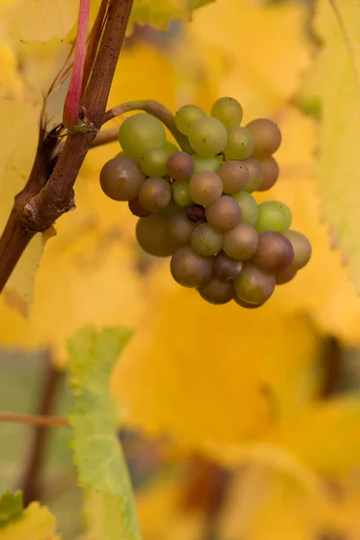 Uvas Vino Bayas Frutas —  Fotos de Stock