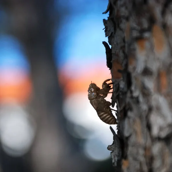 Empty tank of a cicada on the tree