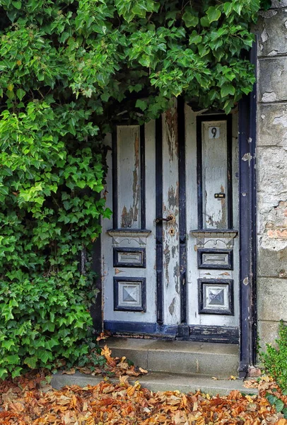 Παλιά Ξύλινη Πόρτα Πράσινο Κισσό — Φωτογραφία Αρχείου