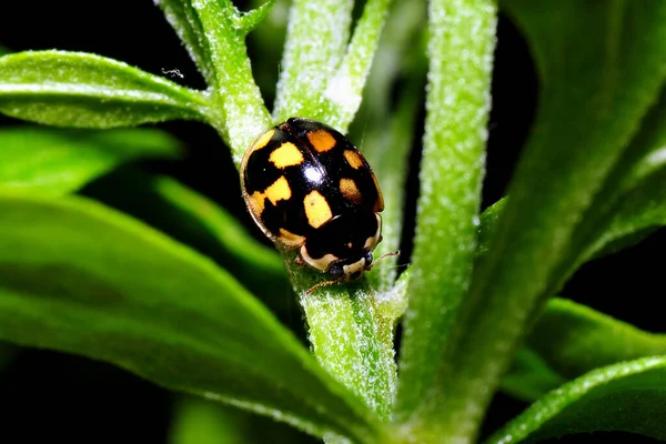 Closeup View Cute Ladybug Insect — Stock Photo, Image