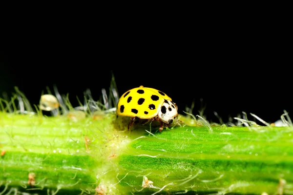 Twenty Two Point Ladybug — Stock Photo, Image