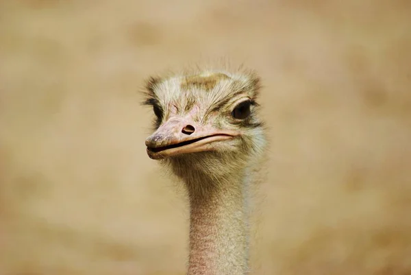 Head Profile Ostrich — Stock Photo, Image