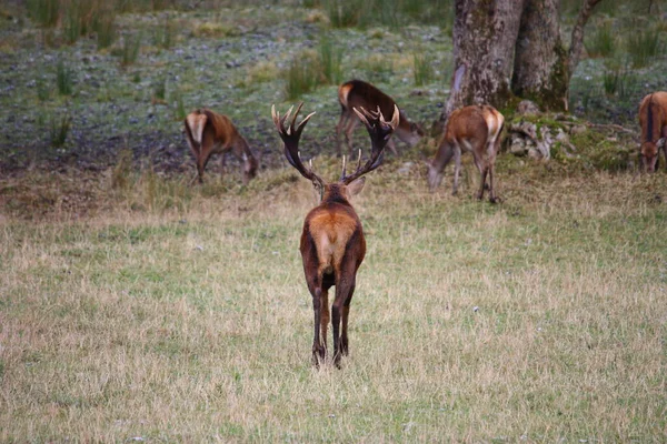 Ciervos Fauna Naturaleza — Foto de Stock