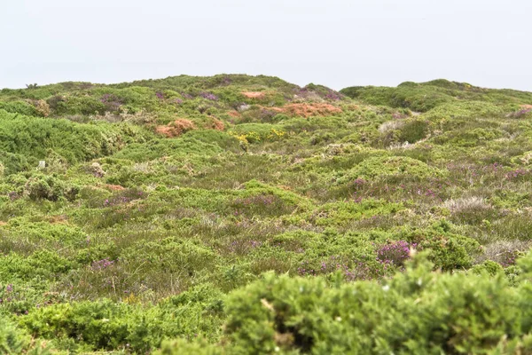 Heathland Cap Frehel Brittany França — Fotografia de Stock