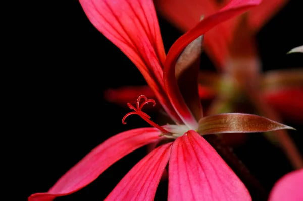 蘭の花のマクロ — ストック写真