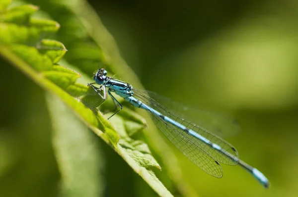 Pohled Boku Celého Těla Velkou Rozteč Vážky Ischnura Elegans Sedící — Stock fotografie