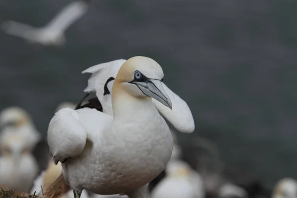 Weiße Möwe Strand — Stockfoto