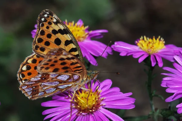 Malý Motýl Květině Koncept Divokosti — Stock fotografie