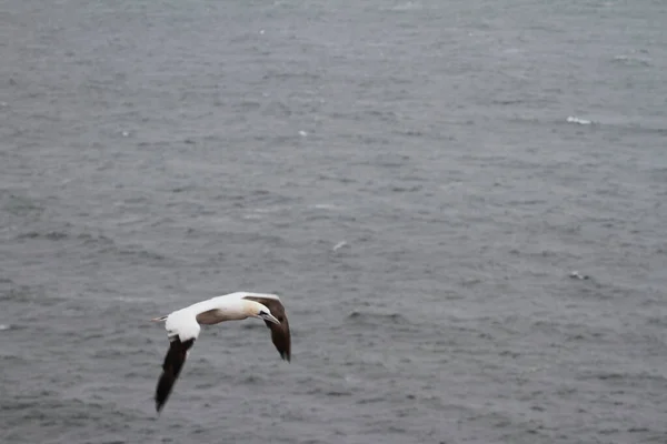 Flying Gale Bird Nature Fuana — Stock Photo, Image