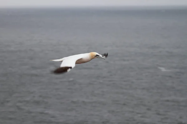 Vliegende Storm Vogel Natuur Fuana — Stockfoto