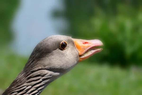 Φωτογραφία Ενός Grey Goose — Φωτογραφία Αρχείου