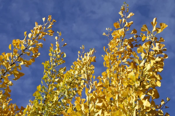 Κίτρινα Φύλλα Τζίνγκο Ενάντια Στον Γαλάζιο Ουρανό — Φωτογραφία Αρχείου