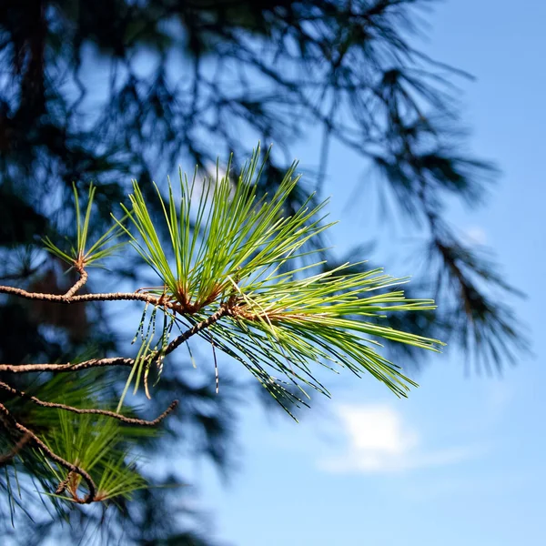 Tak Van Een Dennenboom — Stockfoto