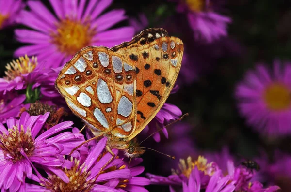 Μικρή Πεταλούδα Στο Λουλούδι Έννοια Αγριάδα — Φωτογραφία Αρχείου