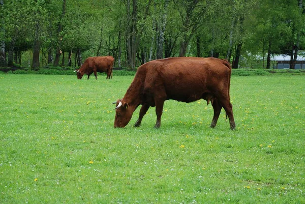 Червоні Корови Лузі — стокове фото
