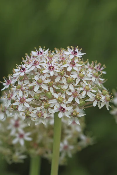 Înflorire Praz Ornamental Allium Nigrum Într Grădină — Fotografie, imagine de stoc