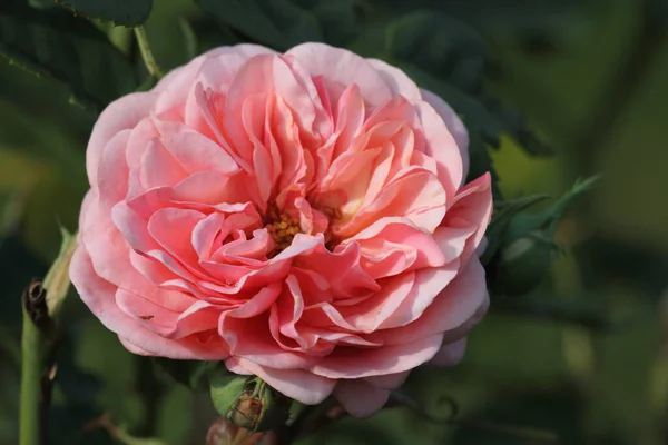 Inglés Rose Flower Petals Garden Plant — Foto de Stock
