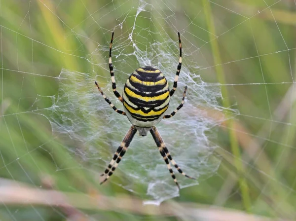 Terhes Darázspók Argiope Bruennichi — Stock Fotó