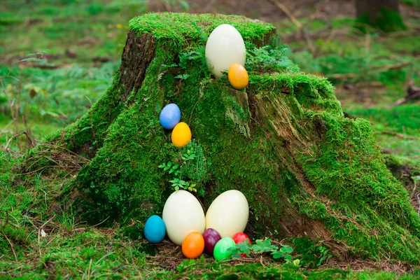 Ovos Páscoa Coloridos Três Nandueier Toco Árvore — Fotografia de Stock