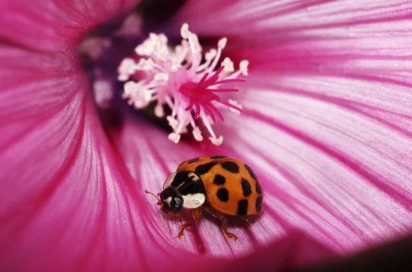 Ladybug Mallow Blossom — Stock Photo, Image