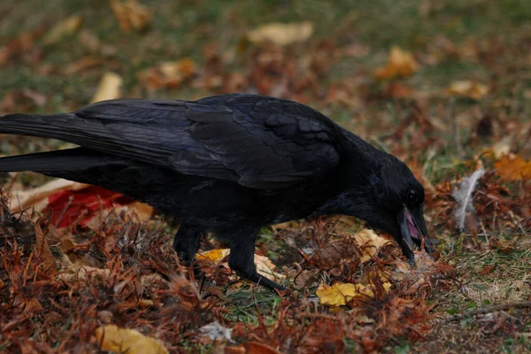 Kråka Knäcker Nöt — Stockfoto