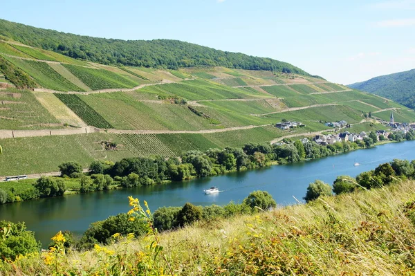 Paysage Viticole Près Zell Merl Sur Moselle — Photo