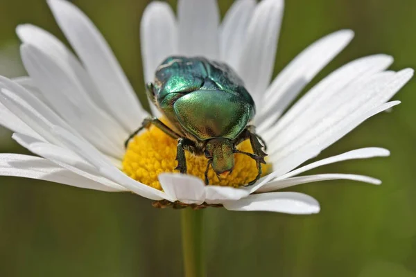 Rozenkever Marguerite Bloem — Stockfoto