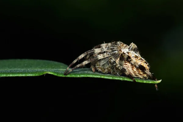 Araña Cruzada Insecto Araña Espeluznante — Foto de Stock