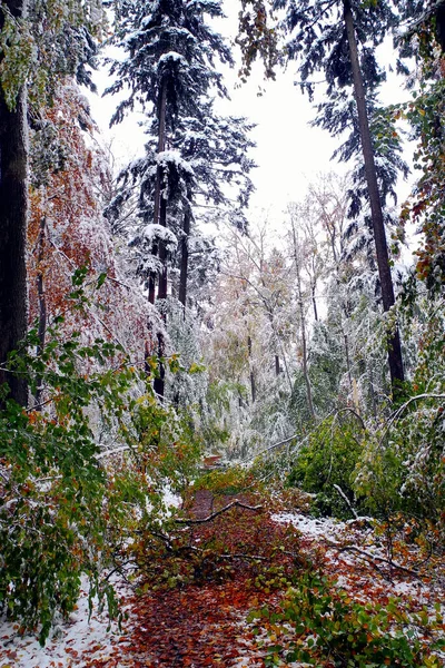 Autumn Forest — Stock Photo, Image