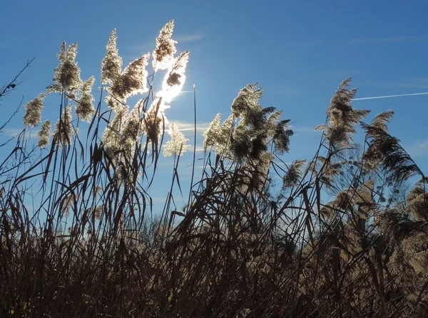 Trockenes Gras Und Blumen Auf Dem Feld — Stockfoto