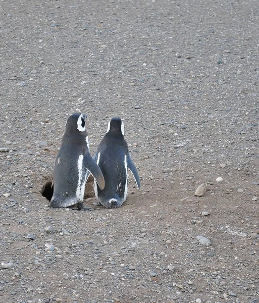 ビーチにペンギンが2匹 — ストック写真