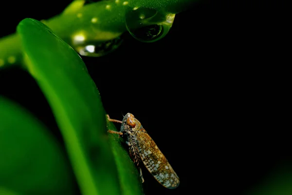 Fur Glass Wing Cicada — 스톡 사진