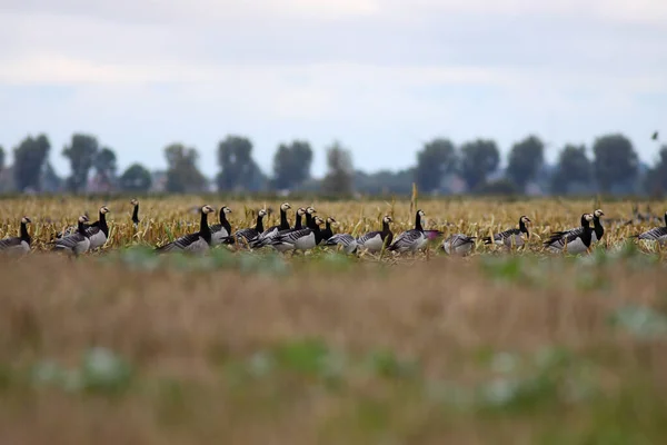 Nunge Geese Flight — Stock Photo, Image