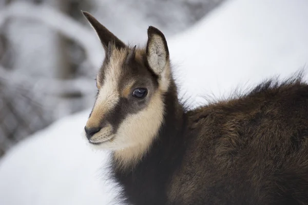 Young Chamois Snow — Stock Photo, Image