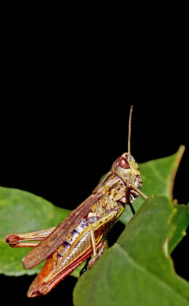 Vista Macro Primer Plano Del Insecto Saltamontes — Foto de Stock