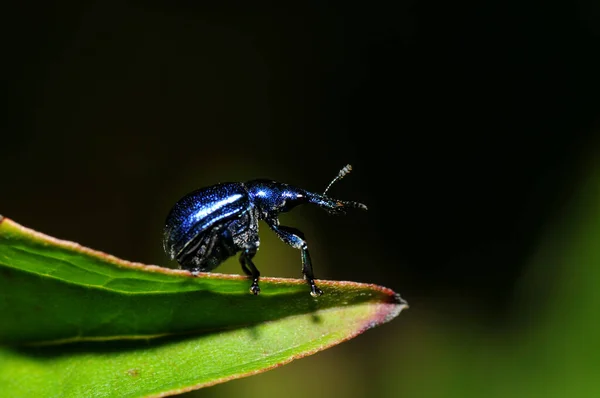 Gros Plan Bug Nature Sauvage — Photo