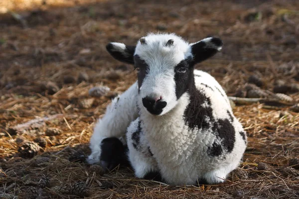 Νεαρό Ασπρόμαυρο Πρόβατο Τέσσερα Κέρατα — Φωτογραφία Αρχείου
