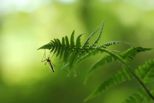 Schnake Fern Mosquito Fern — Stock Photo, Image