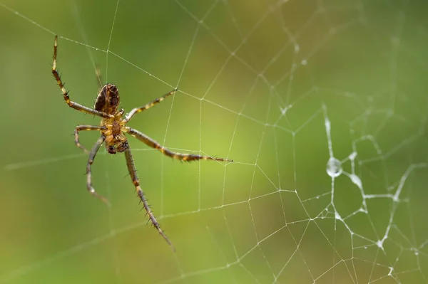 Zahradní Pavouk Hmyzí Zvíře — Stock fotografie