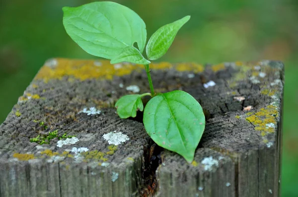 Grüne Pflanze Garten — Stockfoto