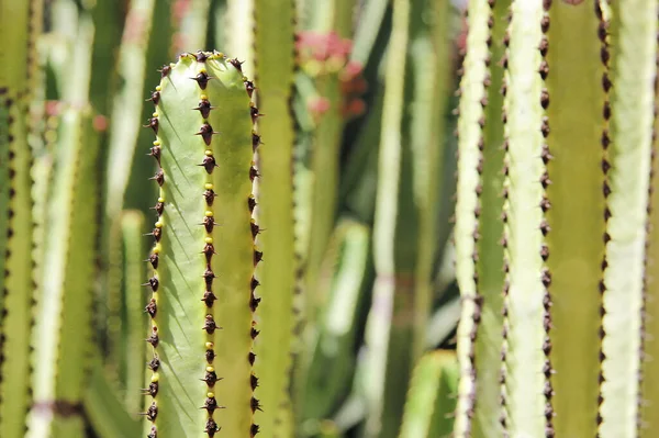 Planta Cacto Flora Cacto Espinhosa — Fotografia de Stock