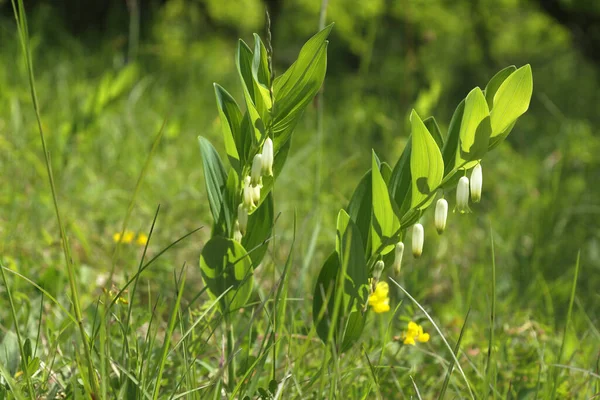 Äkta Salomonsäl Polygonatum Odoratum Salomonsäl — Stockfoto