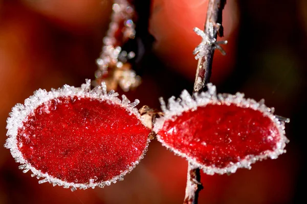 Feuilles Rouges Avec Rauhreif — Photo