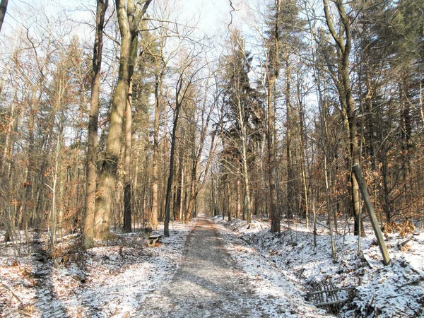 Schöne Waldlandschaft Hintergrund — Stockfoto