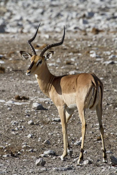 Jovem Kudu Masculino Grama — Fotografia de Stock