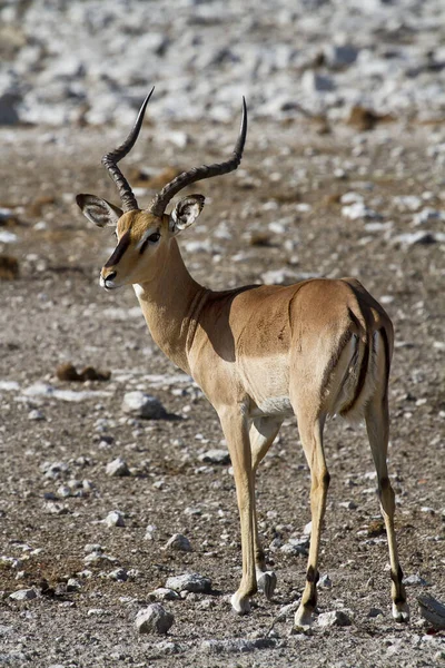 Ung Hane Kudu Stående Gräset — Stockfoto