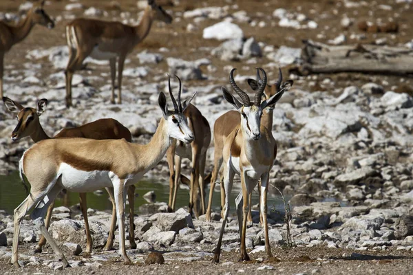 Manada Springboks Durante Día Soleado —  Fotos de Stock