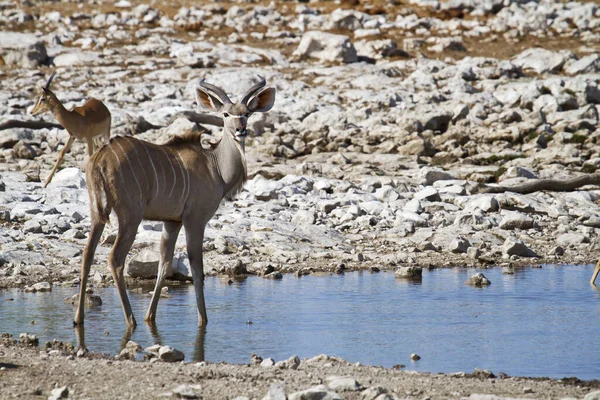 Kudu Antelope Ζώα Άγρια Ζωή Πανίδα Της Φύσης — Φωτογραφία Αρχείου