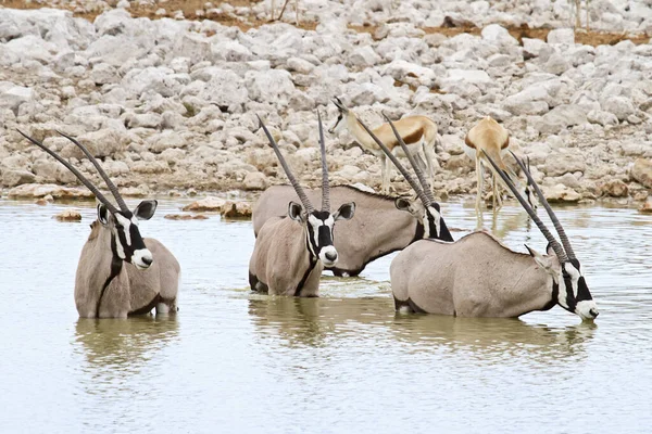 Oryx Antelope Wild Animal Nature Fauna — стокове фото