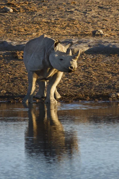 Afrikaanse Gehoornde Neushoorn Dier Flora Fauna Afrikaanse Gehoornde — Stockfoto